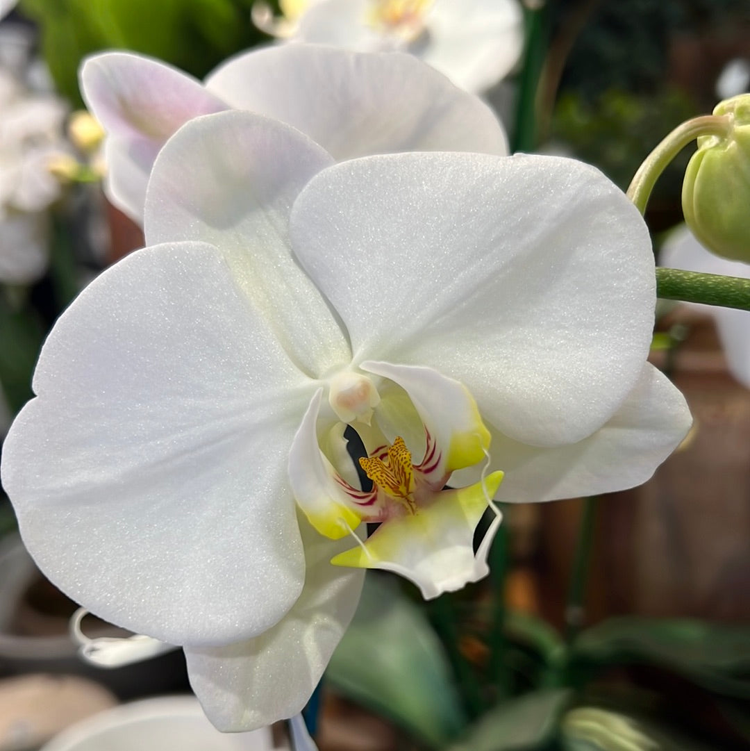 All Dressed Up Orchid