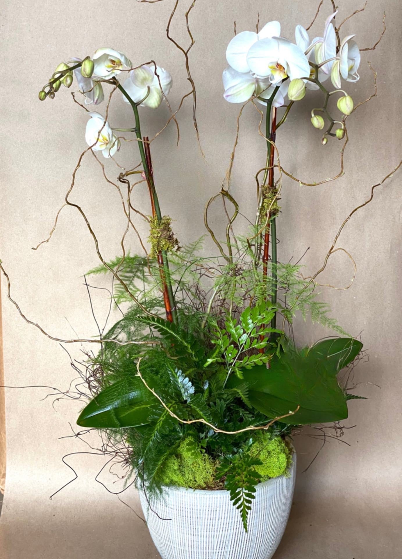 Large Orchid Arrangement