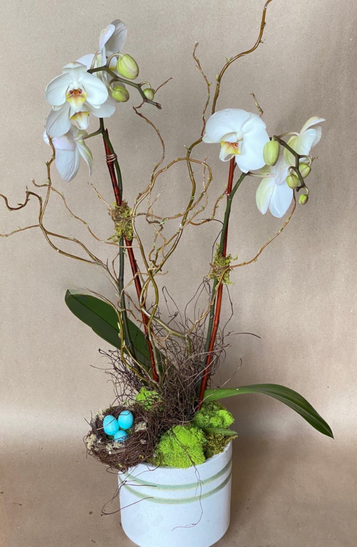 All Dressed Up Orchid