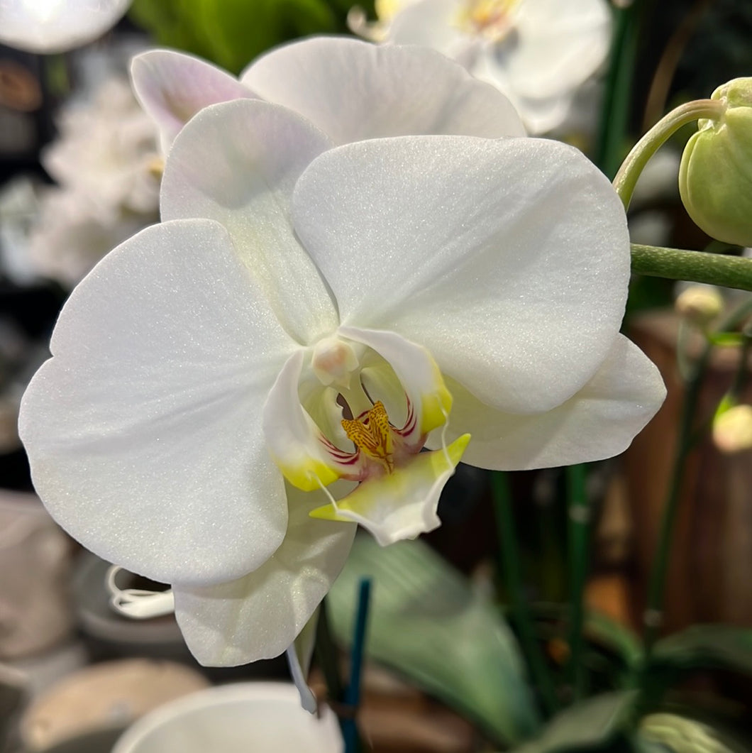 Large Orchid Arrangement